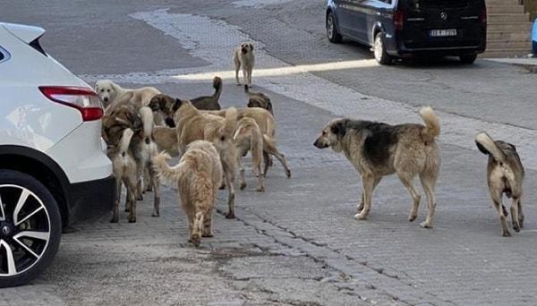 İstanbul Valisi Davut Gül, sokak köpekleri sorununun çözümü için kısırlaştı...