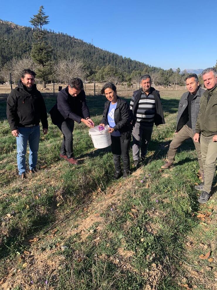 "Adana Feke'de Safran Hasadı Yapıldı, 1 Gram Fiyatı 350 TL ile 500 TL Arasında Değişiyor"