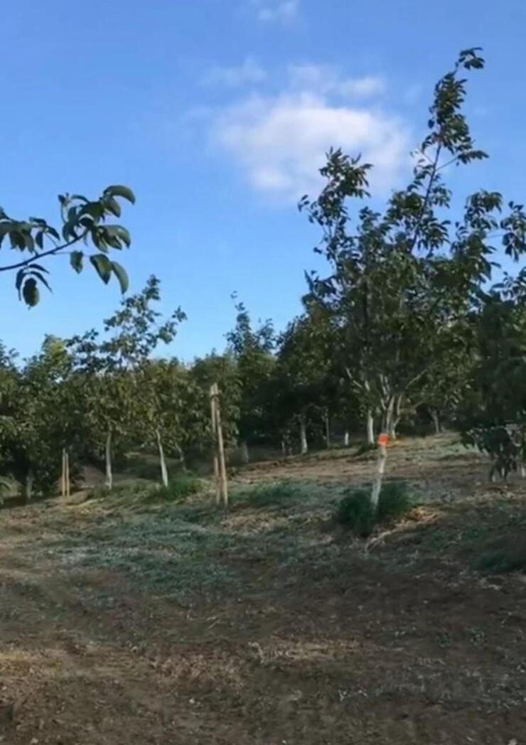 Burak Hakkı, İstanbul'un karmaşasından uzaklaşıp Gelibolu'da 22 dönüm çiftlik kurdu!