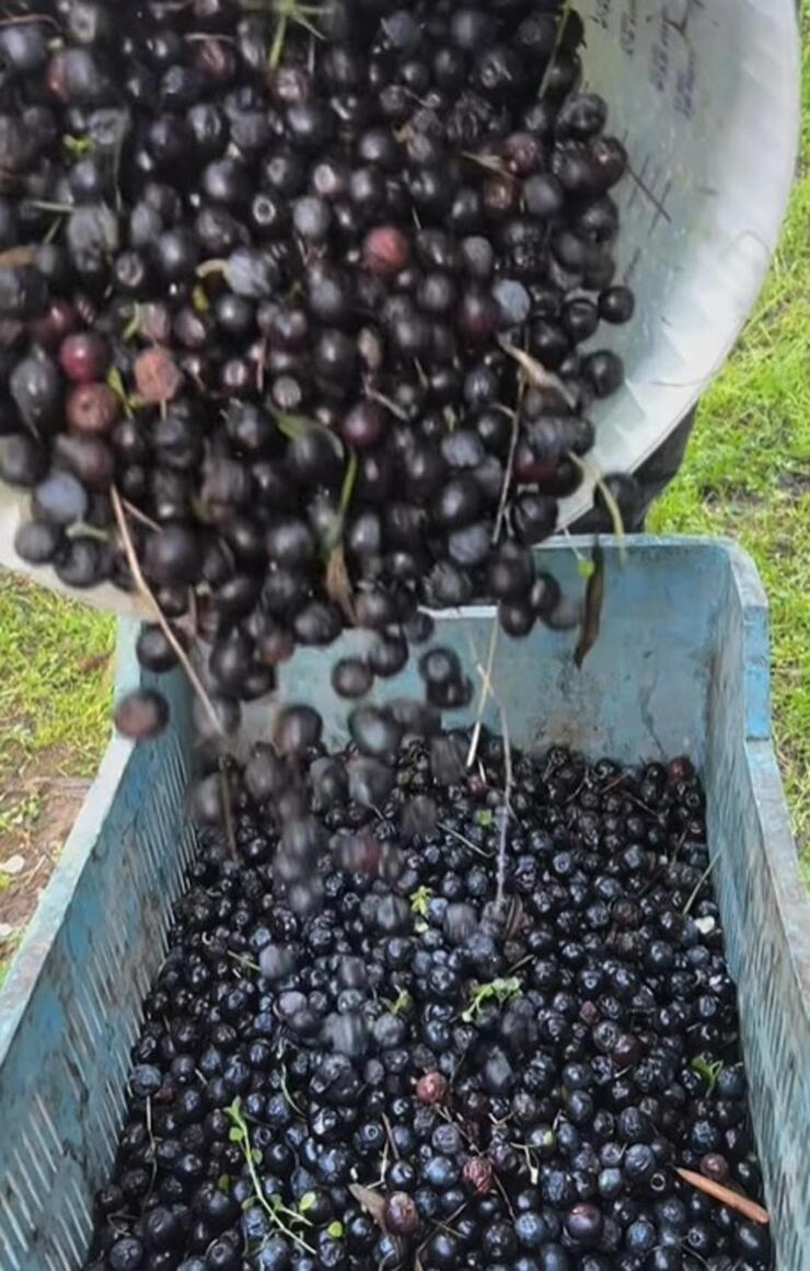 Aslıhan Gürbüz, İstanbul’u terk edip organik tarım eğitimi aldı ve zeytin hasadı yaptı!