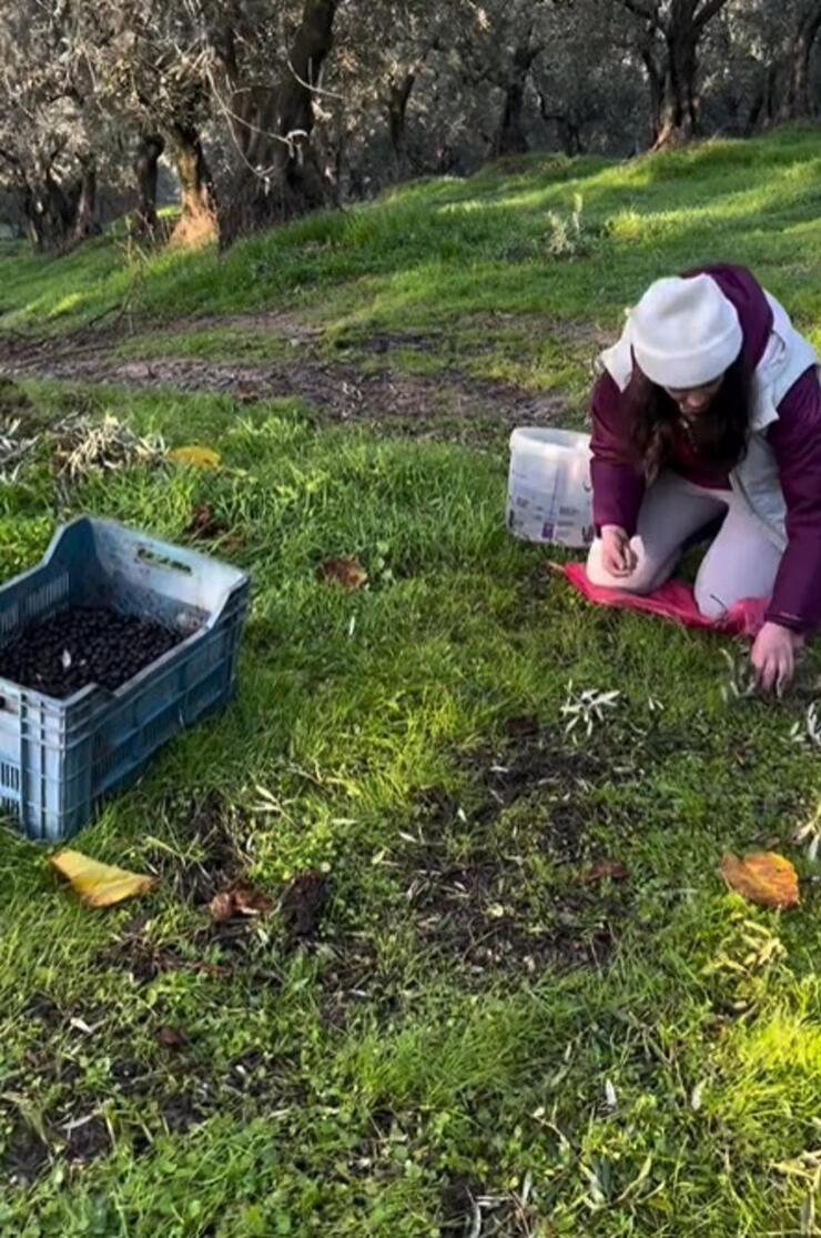 Aslıhan Gürbüz, İstanbul’u terk edip organik tarım eğitimi aldı ve zeytin hasadı yaptı!