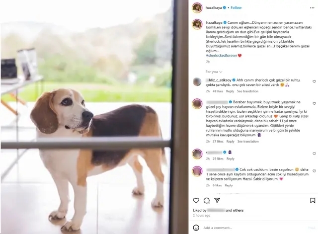 Hazal Kaya'nın Beagle Cinsi Köpeği Sherlock Hayatını Kaybetti, Anılarıyla Veda Etti