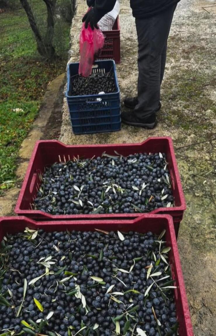 Aslıhan Gürbüz, İstanbul’u terk edip organik tarım eğitimi aldı ve zeytin hasadı yaptı!