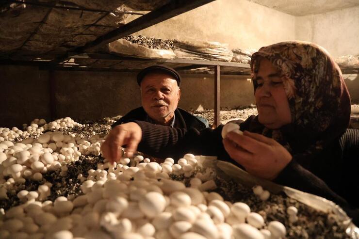 Emeklilik Sonrası Mantar Yetiştiriciliğiyle Başarıya Ulaşan Halime Uncu'nun Hikayesi