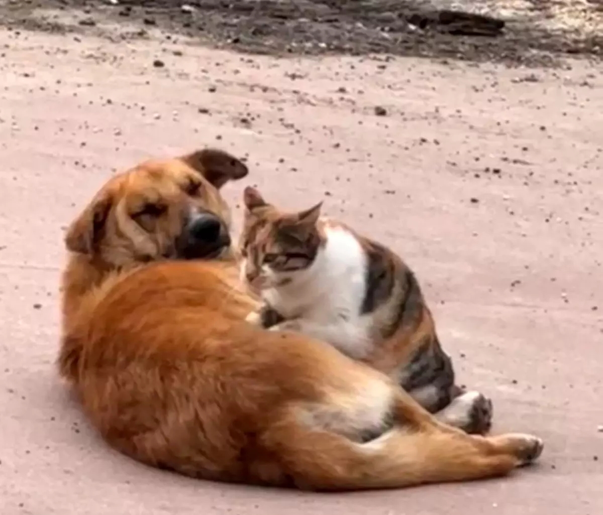 Düzce’de Kedi ve Köpeğin Beklenmedik Dostluğu Hayrete Düşürdü