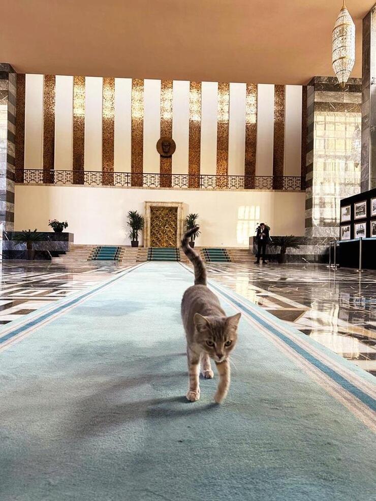 Meclis'te Kedilere Yer Verildi, Muhalefet Kulisinde Dostluklar Kuruldu