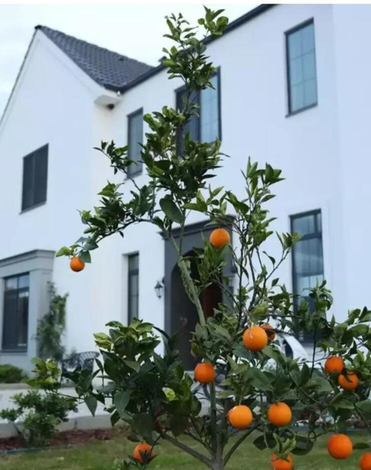 Berkay Hardal ve Dilan Telkök, Muğla'da Yedi Odalı Evlerine Taşındılar